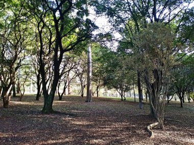 Prudente Village ekoloji parkı, ve 2004 yılında yakın bir okulda çalışan Colgio Estadual Prof. Americo de Moura (CEPAM) onuruna Parque Ecolgico Prof Lydia Natalizio Diogo olarak değiştirildi.).