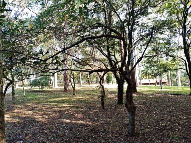 Prudente Village ekoloji parkı, ve 2004 yılında yakın bir okulda çalışan Colgio Estadual Prof. Americo de Moura (CEPAM) onuruna Parque Ecolgico Prof Lydia Natalizio Diogo olarak değiştirildi.).