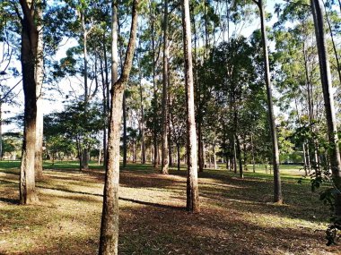 Prudente Village ekoloji parkı, ve 2004 yılında yakın bir okulda çalışan Colgio Estadual Prof. Americo de Moura (CEPAM) onuruna Parque Ecolgico Prof Lydia Natalizio Diogo olarak değiştirildi.).