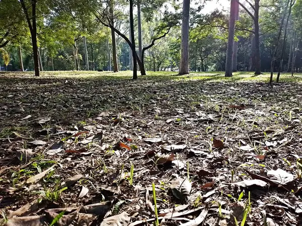 Prudente Village ekoloji parkı, ve 2004 yılında yakın bir okulda çalışan Colgio Estadual Prof. Americo de Moura (CEPAM) onuruna Parque Ecolgico Prof Lydia Natalizio Diogo olarak değiştirildi.).