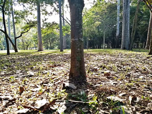 Prudente Village ekoloji parkı, ve 2004 yılında yakın bir okulda çalışan Colgio Estadual Prof. Americo de Moura (CEPAM) onuruna Parque Ecolgico Prof Lydia Natalizio Diogo olarak değiştirildi.).
