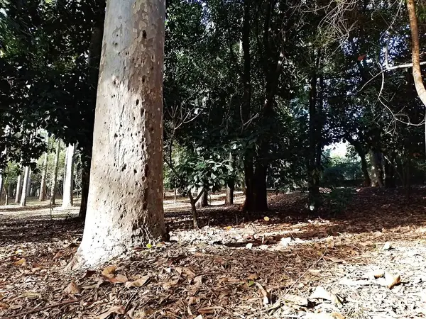 Prudente Village ekoloji parkı, ve 2004 yılında yakın bir okulda çalışan Colgio Estadual Prof. Americo de Moura (CEPAM) onuruna Parque Ecolgico Prof Lydia Natalizio Diogo olarak değiştirildi.).