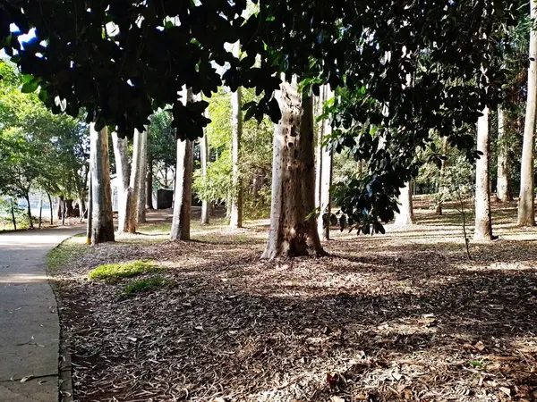 Prudente Village ekoloji parkı, ve 2004 yılında yakın bir okulda çalışan Colgio Estadual Prof. Americo de Moura (CEPAM) onuruna Parque Ecolgico Prof Lydia Natalizio Diogo olarak değiştirildi.).