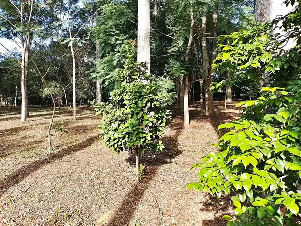 Prudente Village ekoloji parkı, ve 2004 yılında yakın bir okulda çalışan Colgio Estadual Prof. Americo de Moura (CEPAM) onuruna Parque Ecolgico Prof Lydia Natalizio Diogo olarak değiştirildi.).