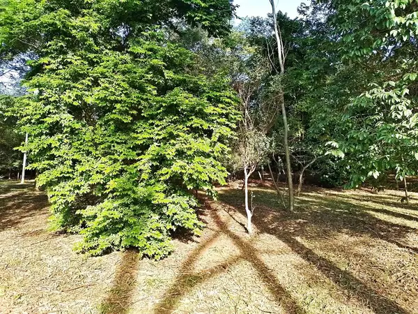 Prudente Village ekoloji parkı, ve 2004 yılında yakın bir okulda çalışan Colgio Estadual Prof. Americo de Moura (CEPAM) onuruna Parque Ecolgico Prof Lydia Natalizio Diogo olarak değiştirildi.).