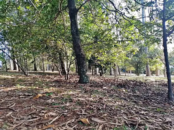 Prudente Village ekoloji parkı, ve 2004 yılında yakın bir okulda çalışan Colgio Estadual Prof. Americo de Moura (CEPAM) onuruna Parque Ecolgico Prof Lydia Natalizio Diogo olarak değiştirildi.).