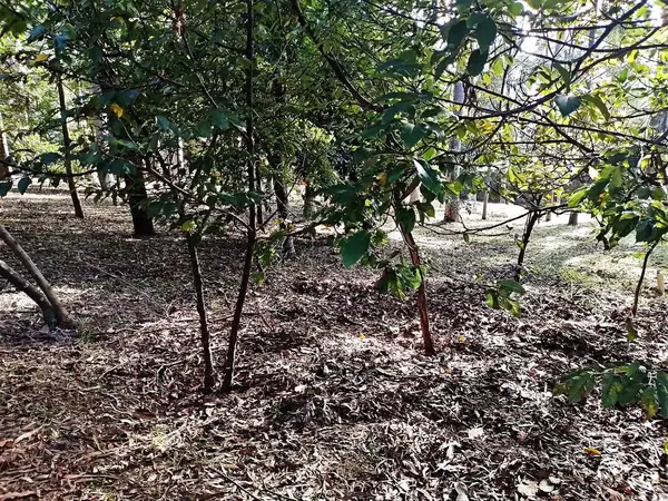 Prudente Village ekoloji parkı, ve 2004 yılında yakın bir okulda çalışan Colgio Estadual Prof. Americo de Moura (CEPAM) onuruna Parque Ecolgico Prof Lydia Natalizio Diogo olarak değiştirildi.).