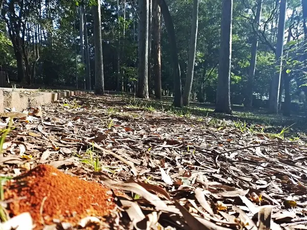 Prudente Village ekoloji parkı, ve 2004 yılında yakın bir okulda çalışan Colgio Estadual Prof. Americo de Moura (CEPAM) onuruna Parque Ecolgico Prof Lydia Natalizio Diogo olarak değiştirildi.).