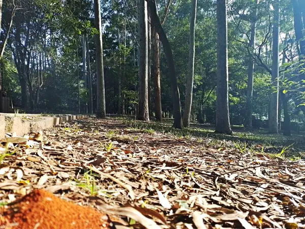 Prudente Village ekoloji parkı, ve 2004 yılında yakın bir okulda çalışan Colgio Estadual Prof. Americo de Moura (CEPAM) onuruna Parque Ecolgico Prof Lydia Natalizio Diogo olarak değiştirildi.).