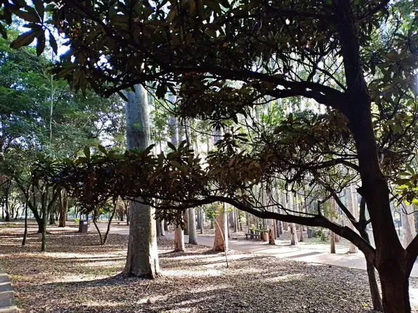 Prudente Village ekoloji parkı, ve 2004 yılında yakın bir okulda çalışan Colgio Estadual Prof. Americo de Moura (CEPAM) onuruna Parque Ecolgico Prof Lydia Natalizio Diogo olarak değiştirildi.).