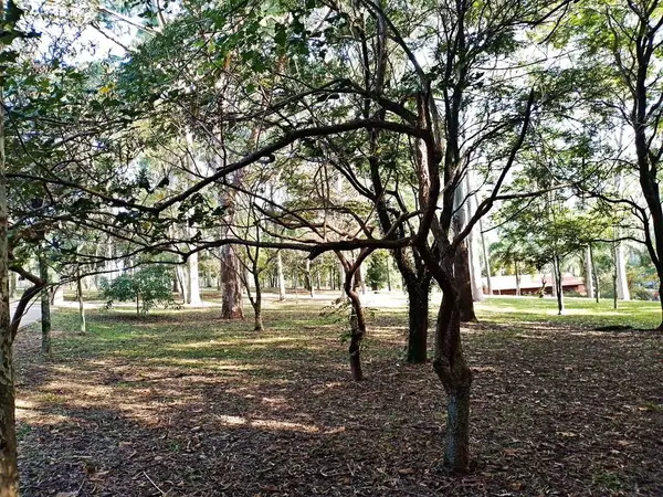 Prudente Village ekoloji parkı, ve 2004 yılında yakın bir okulda çalışan Colgio Estadual Prof. Americo de Moura (CEPAM) onuruna Parque Ecolgico Prof Lydia Natalizio Diogo olarak değiştirildi.).
