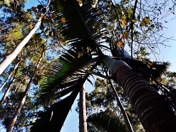 Prudente Village ekoloji parkı, ve 2004 yılında yakın bir okulda çalışan Colgio Estadual Prof. Americo de Moura (CEPAM) onuruna Parque Ecolgico Prof Lydia Natalizio Diogo olarak değiştirildi.).