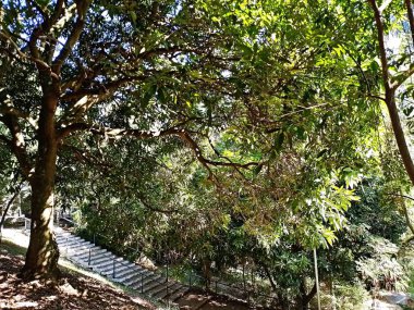 Chico Mendes Green Space, So Caetano do Sul (SP) şehrinde bulunan ve ABC bölgesinde bulunan bir parktır..