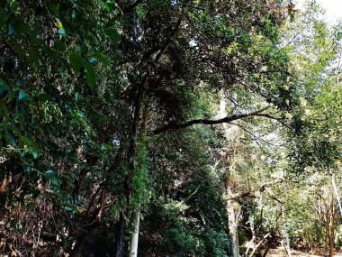 Chico Mendes Green Space, So Caetano do Sul (SP) şehrinde bulunan ve ABC bölgesinde bulunan bir parktır..