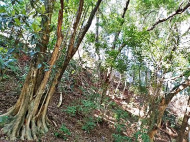 Chico Mendes Green Space, So Caetano do Sul (SP) şehrinde bulunan ve ABC bölgesinde bulunan bir parktır..