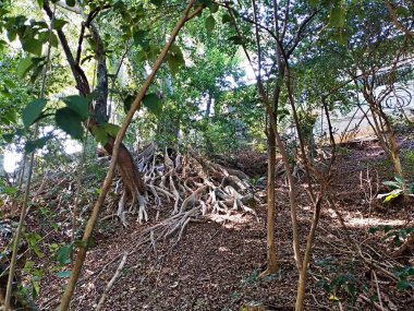 Chico Mendes Green Space, So Caetano do Sul (SP) şehrinde bulunan ve ABC bölgesinde bulunan bir parktır..