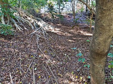 Chico Mendes Green Space, So Caetano do Sul (SP) şehrinde bulunan ve ABC bölgesinde bulunan bir parktır..
