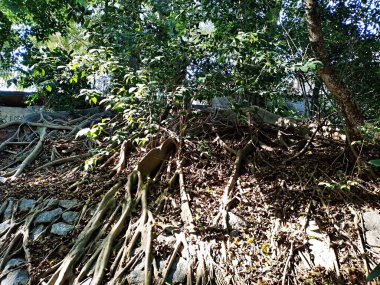 Chico Mendes Green Space, So Caetano do Sul (SP) şehrinde bulunan ve ABC bölgesinde bulunan bir parktır..