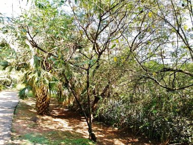 Chico Mendes Green Space, So Caetano do Sul (SP) şehrinde bulunan ve ABC bölgesinde bulunan bir parktır..