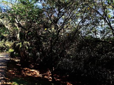 Chico Mendes Green Space, So Caetano do Sul (SP) şehrinde bulunan ve ABC bölgesinde bulunan bir parktır..