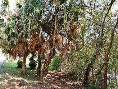 Chico Mendes Green Space, So Caetano do Sul (SP) şehrinde bulunan ve ABC bölgesinde bulunan bir parktır..