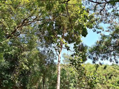 Chico Mendes Green Space, So Caetano do Sul (SP) şehrinde bulunan ve ABC bölgesinde bulunan bir parktır..