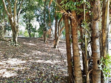 Chico Mendes Green Space, So Caetano do Sul (SP) şehrinde bulunan ve ABC bölgesinde bulunan bir parktır..