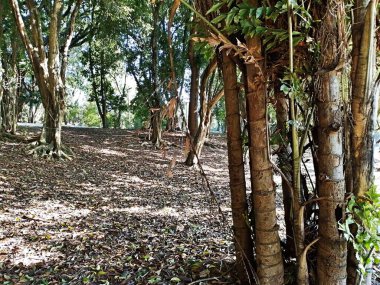 Chico Mendes Green Space, So Caetano do Sul (SP) şehrinde bulunan ve ABC bölgesinde bulunan bir parktır..