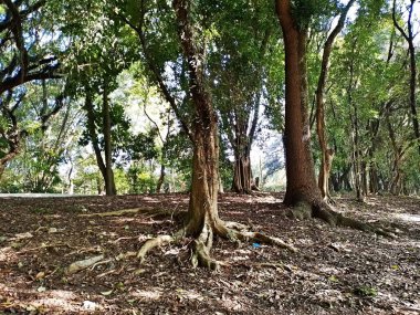 Chico Mendes Green Space, So Caetano do Sul (SP) şehrinde bulunan ve ABC bölgesinde bulunan bir parktır..