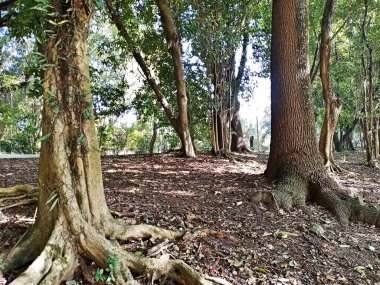 Chico Mendes Green Space, So Caetano do Sul (SP) şehrinde bulunan ve ABC bölgesinde bulunan bir parktır..