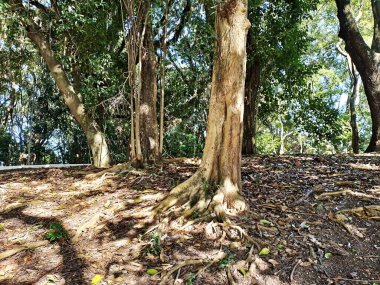 Chico Mendes Green Space, So Caetano do Sul (SP) şehrinde bulunan ve ABC bölgesinde bulunan bir parktır..