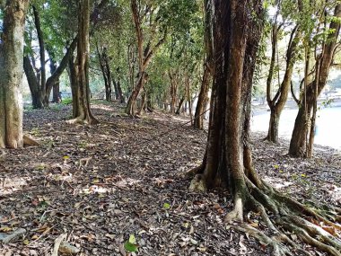 Chico Mendes Green Space, So Caetano do Sul (SP) şehrinde bulunan ve ABC bölgesinde bulunan bir parktır..