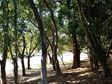 Chico Mendes Green Space, So Caetano do Sul (SP) şehrinde bulunan ve ABC bölgesinde bulunan bir parktır..