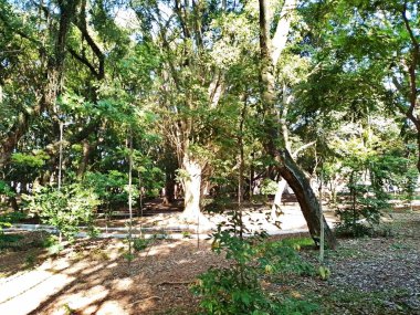 Chico Mendes Green Space, So Caetano do Sul (SP) şehrinde bulunan ve ABC bölgesinde bulunan bir parktır..