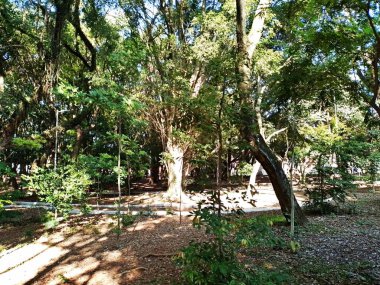 Chico Mendes Green Space, So Caetano do Sul (SP) şehrinde bulunan ve ABC bölgesinde bulunan bir parktır..
