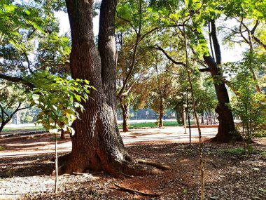 Chico Mendes Green Space, So Caetano do Sul (SP) şehrinde bulunan ve ABC bölgesinde bulunan bir parktır..