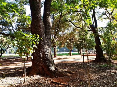 Chico Mendes Green Space, So Caetano do Sul (SP) şehrinde bulunan ve ABC bölgesinde bulunan bir parktır..