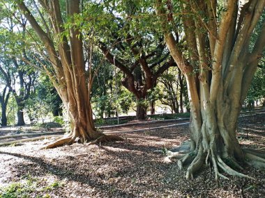 Chico Mendes Green Space, So Caetano do Sul (SP) şehrinde bulunan ve ABC bölgesinde bulunan bir parktır..