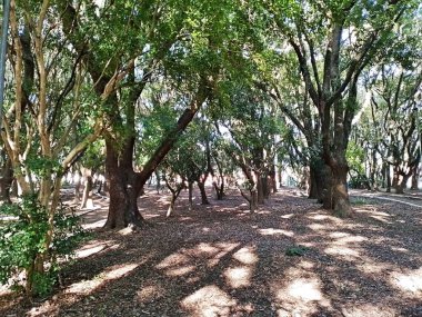Chico Mendes Green Space, So Caetano do Sul (SP) şehrinde bulunan ve ABC bölgesinde bulunan bir parktır..