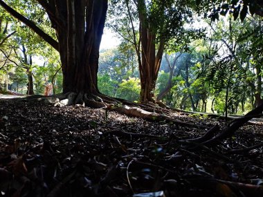 Chico Mendes Green Space, So Caetano do Sul (SP) şehrinde bulunan ve ABC bölgesinde bulunan bir parktır..