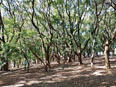 Chico Mendes Green Space, So Caetano do Sul (SP) şehrinde bulunan ve ABC bölgesinde bulunan bir parktır..