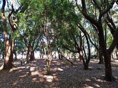 Chico Mendes Green Space, So Caetano do Sul (SP) şehrinde bulunan ve ABC bölgesinde bulunan bir parktır..