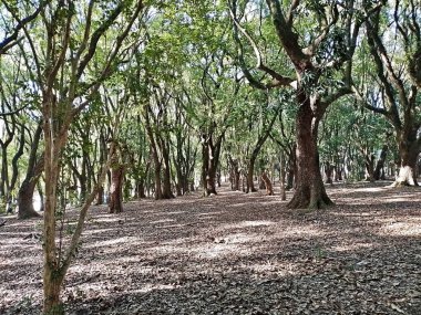 Chico Mendes Green Space, So Caetano do Sul (SP) şehrinde bulunan ve ABC bölgesinde bulunan bir parktır..