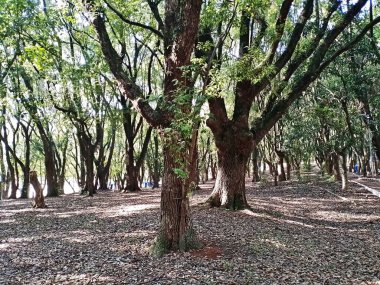 Chico Mendes Green Space, So Caetano do Sul (SP) şehrinde bulunan ve ABC bölgesinde bulunan bir parktır..