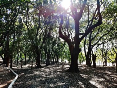 Chico Mendes Green Space, So Caetano do Sul (SP) şehrinde bulunan ve ABC bölgesinde bulunan bir parktır..