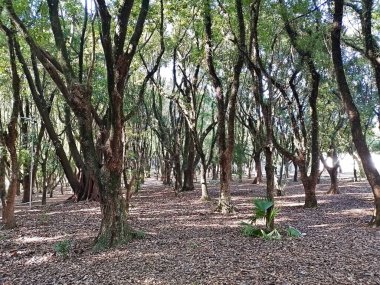Chico Mendes Green Space, So Caetano do Sul (SP) şehrinde bulunan ve ABC bölgesinde bulunan bir parktır..