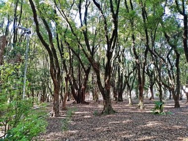 Chico Mendes Green Space, So Caetano do Sul (SP) şehrinde bulunan ve ABC bölgesinde bulunan bir parktır..