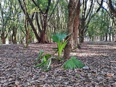Chico Mendes Green Space, So Caetano do Sul (SP) şehrinde bulunan ve ABC bölgesinde bulunan bir parktır..