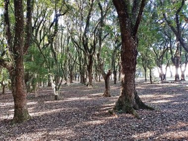 Chico Mendes Green Space, So Caetano do Sul (SP) şehrinde bulunan ve ABC bölgesinde bulunan bir parktır..