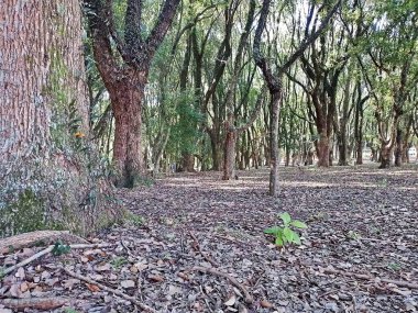 Chico Mendes Green Space, So Caetano do Sul (SP) şehrinde bulunan ve ABC bölgesinde bulunan bir parktır..